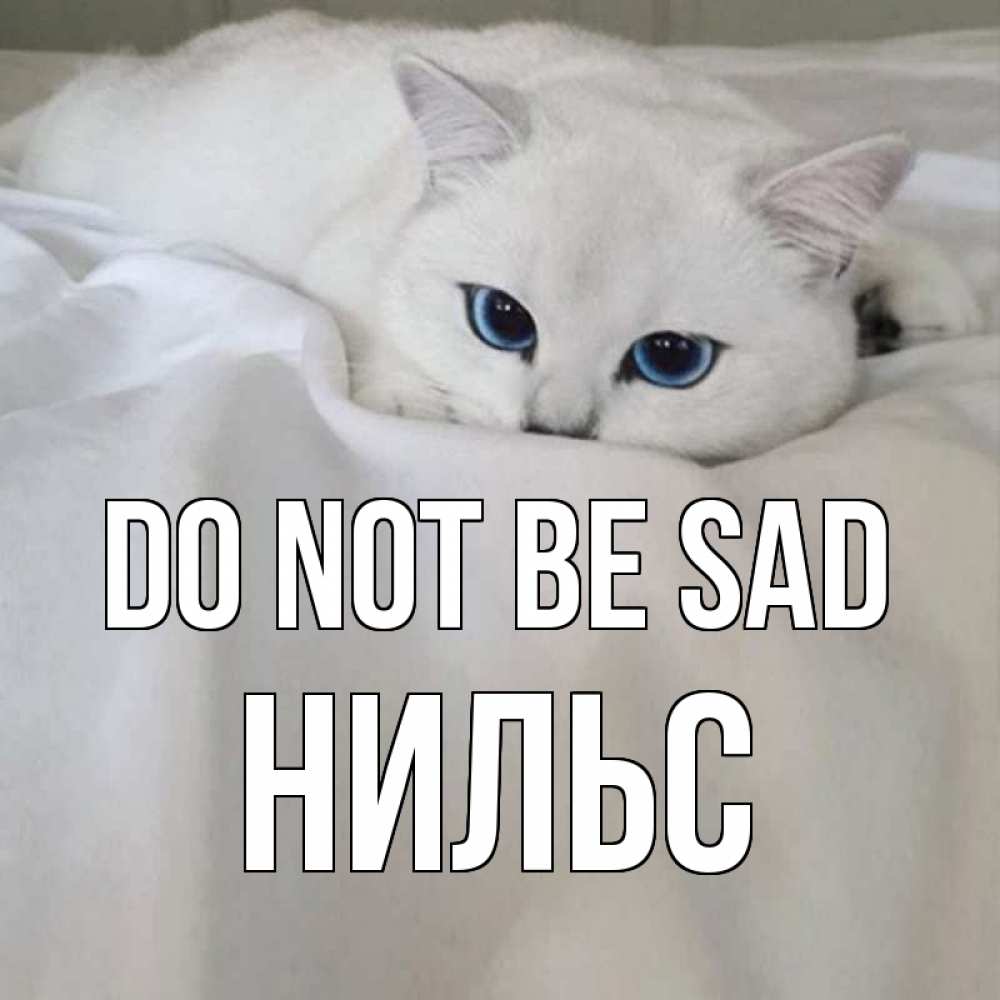 Greetings card с именем, Нильс Do not be sad белый кот с голубыми глазами на белоснежной кровати Greetings with text for free download 