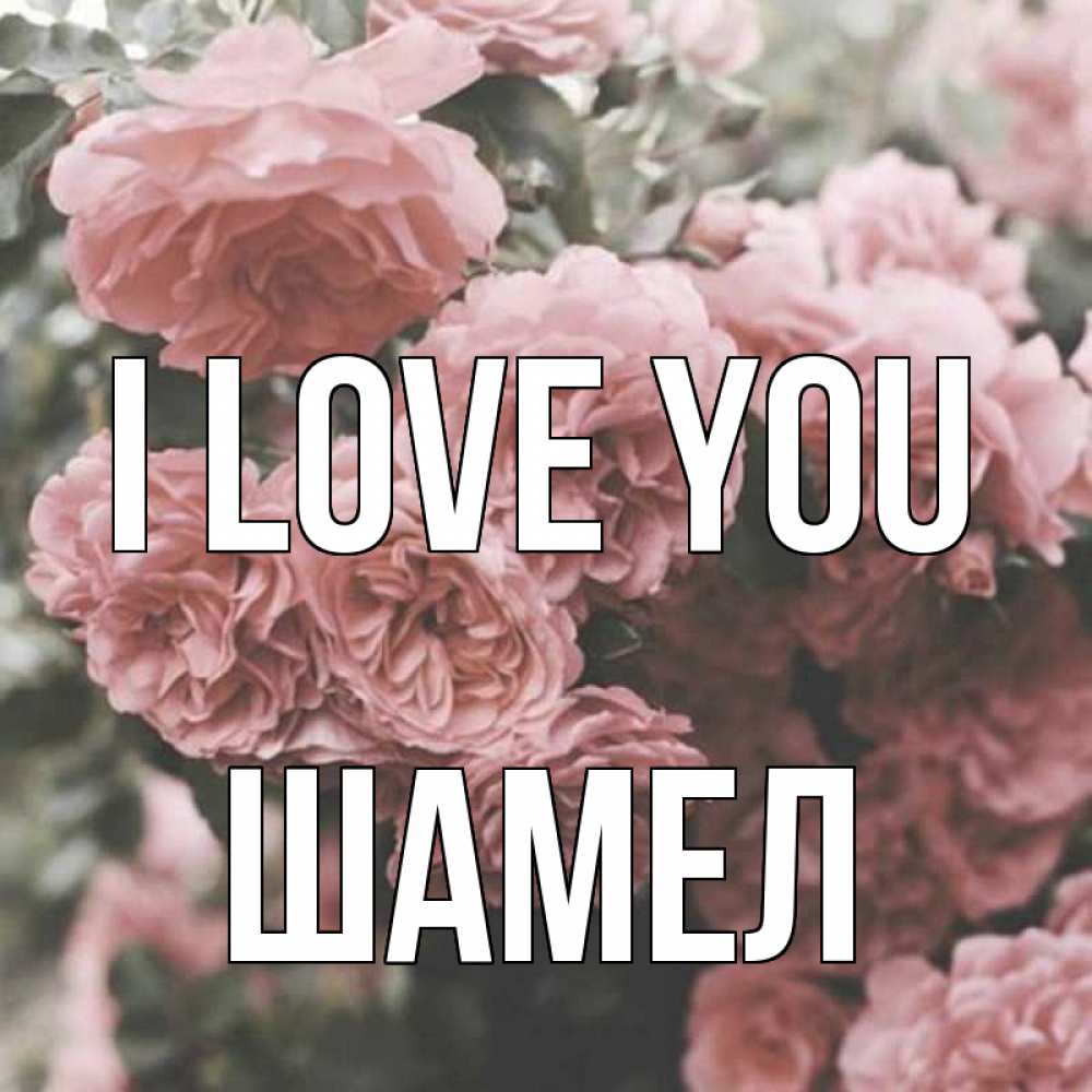 Greetings card с именем, ШАМЕЛ I love you розы 3 Greetings with text for free download 