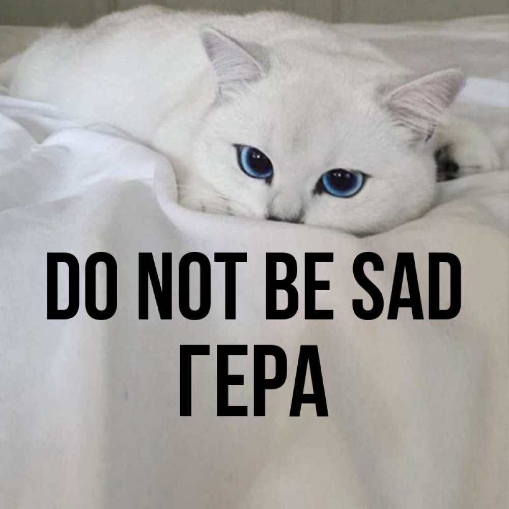 Greetings card с именем, Гера Do not be sad Голубоглазая кошка Greetings with text for free download 