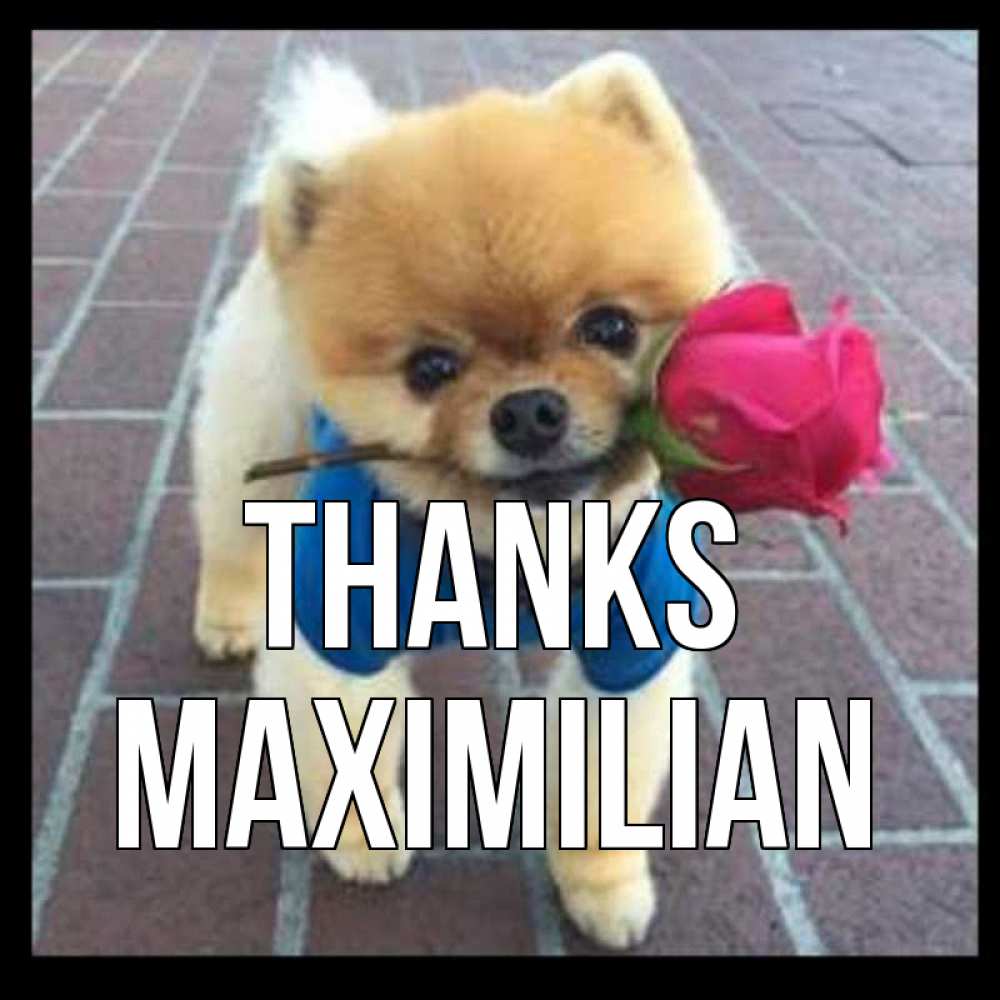 Greetings card с именем, Maximilian Thanks спасибо и дарю тебе цветок Greetings with text for free download 