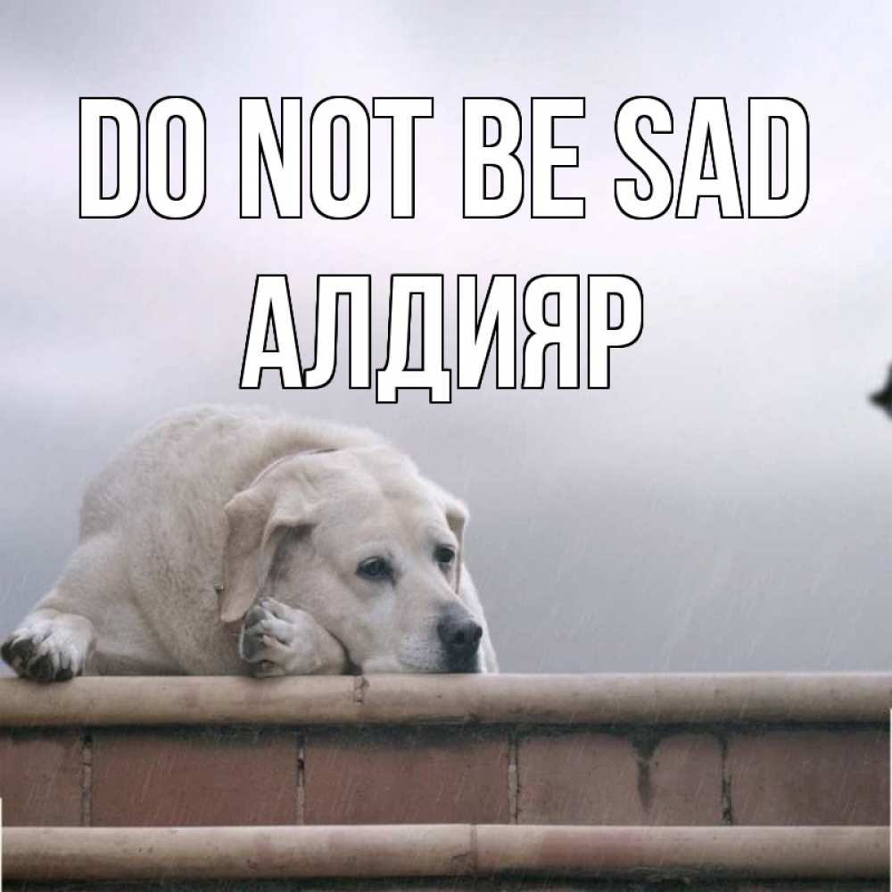 Greetings card с именем, Алдияр Do not be sad белый пес 1 Greetings with text for free download 