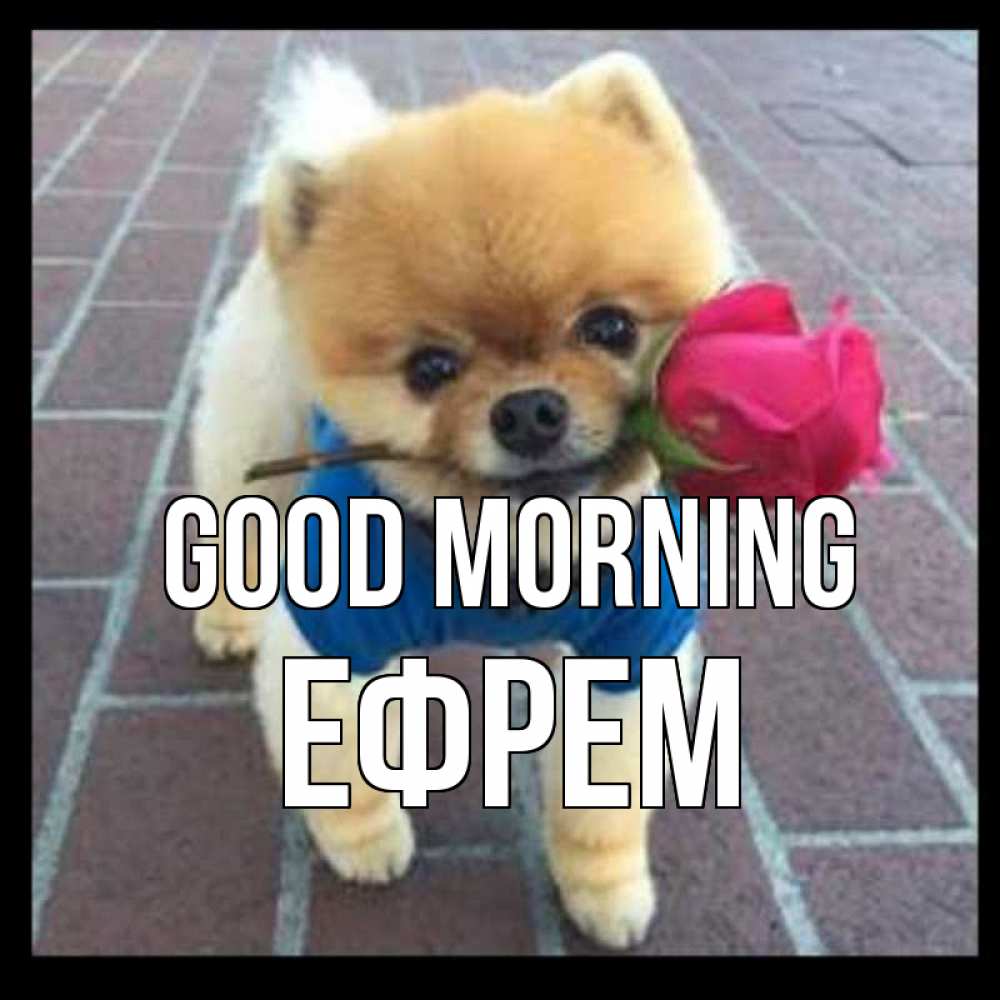 Greetings card с именем, Ефрем Good morning роза в зубах Greetings with text for free download 