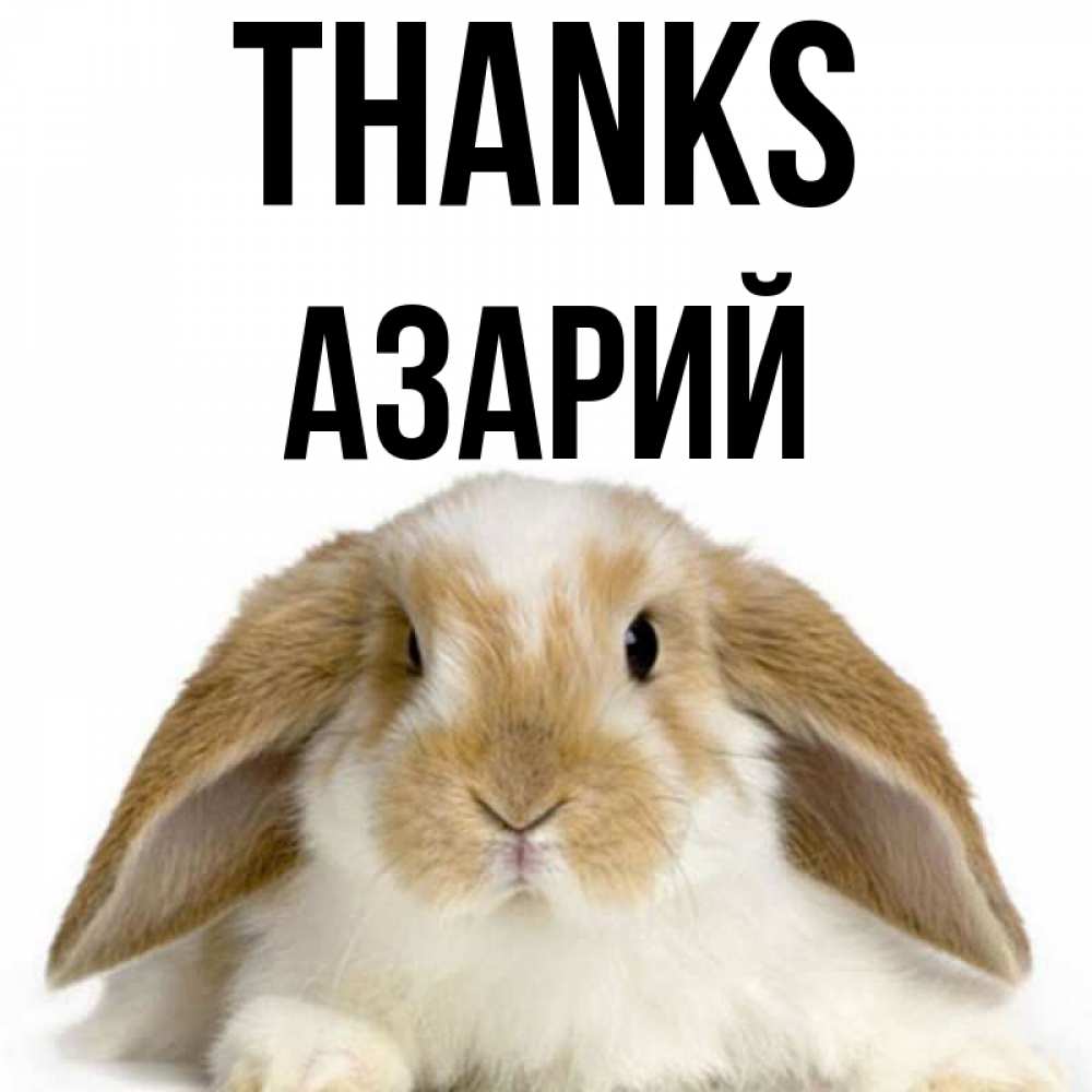 Greetings card с именем, Азарий Thanks коричнево белый заяц Greetings with text for free download 