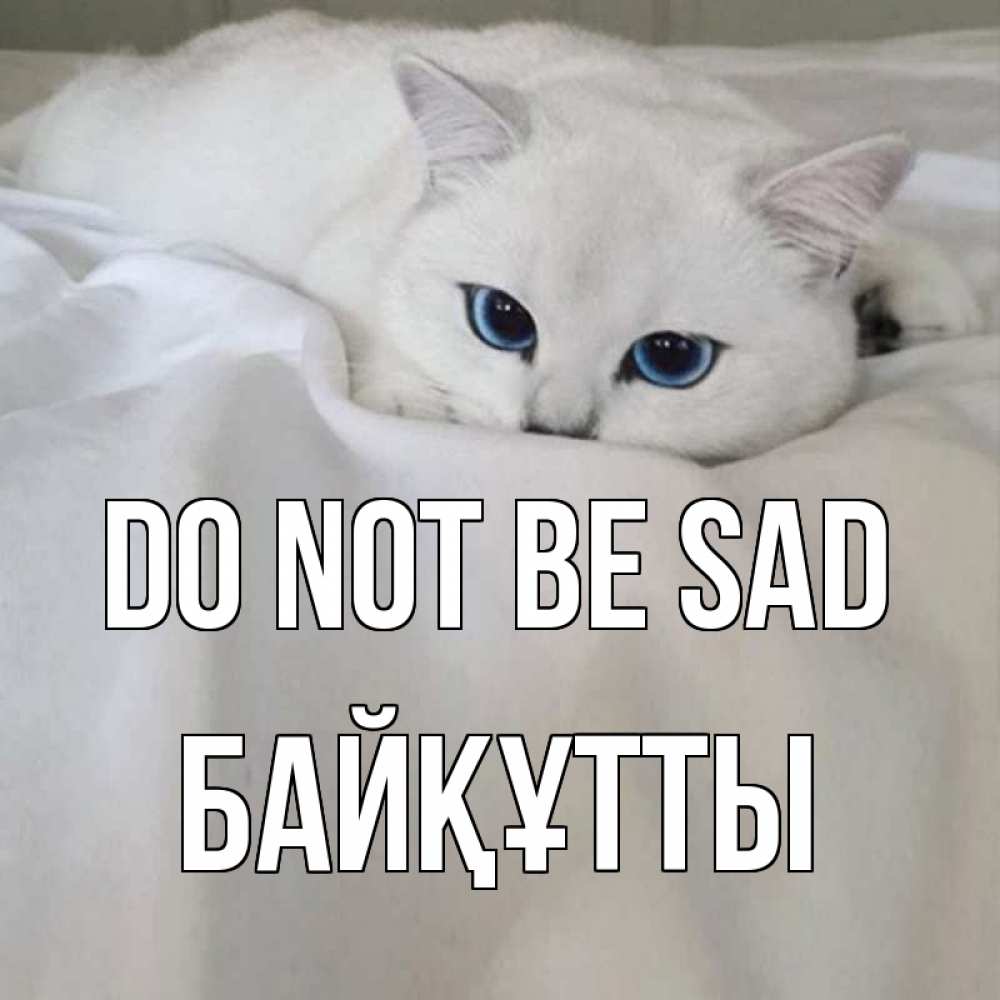 Greetings card с именем, Байқұтты Do not be sad белый кот с голубыми глазами на белоснежной кровати Greetings with text for free download 