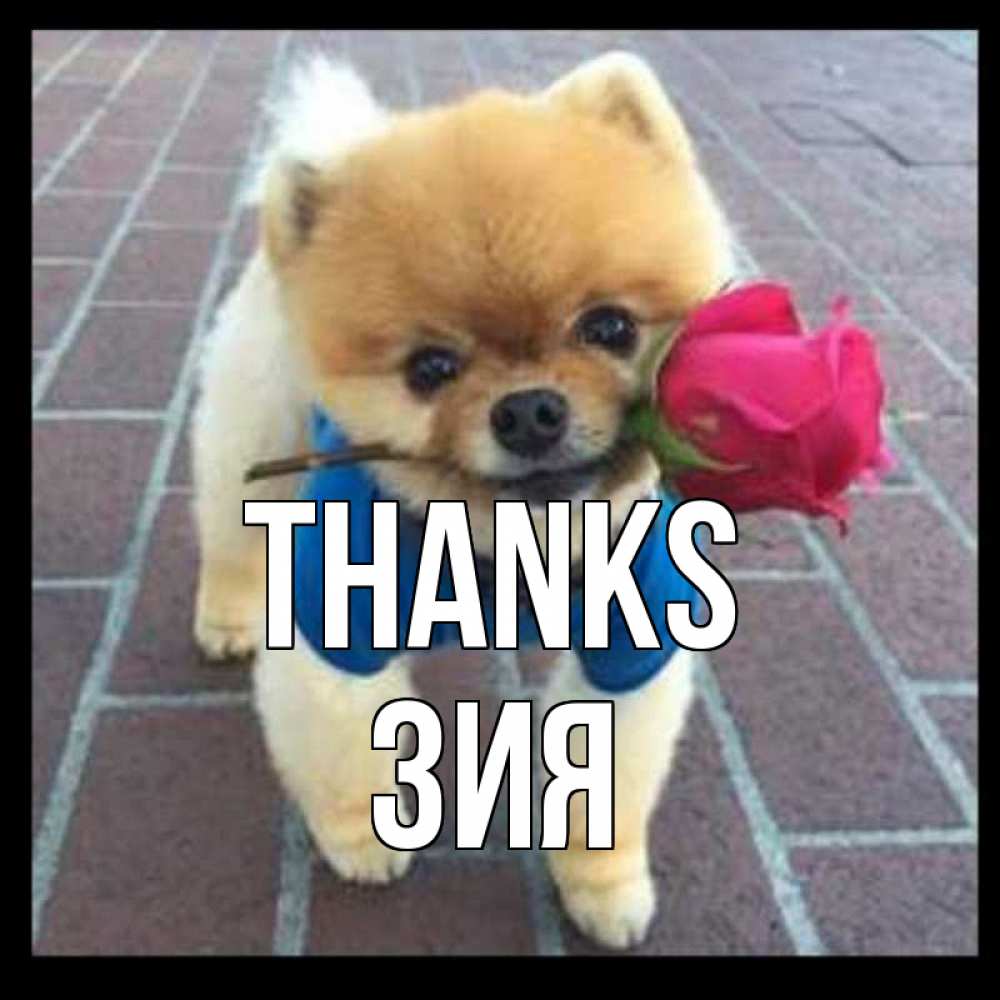 Greetings card с именем, ЗИЯ Thanks спасибо и дарю тебе цветок Greetings with text for free download 