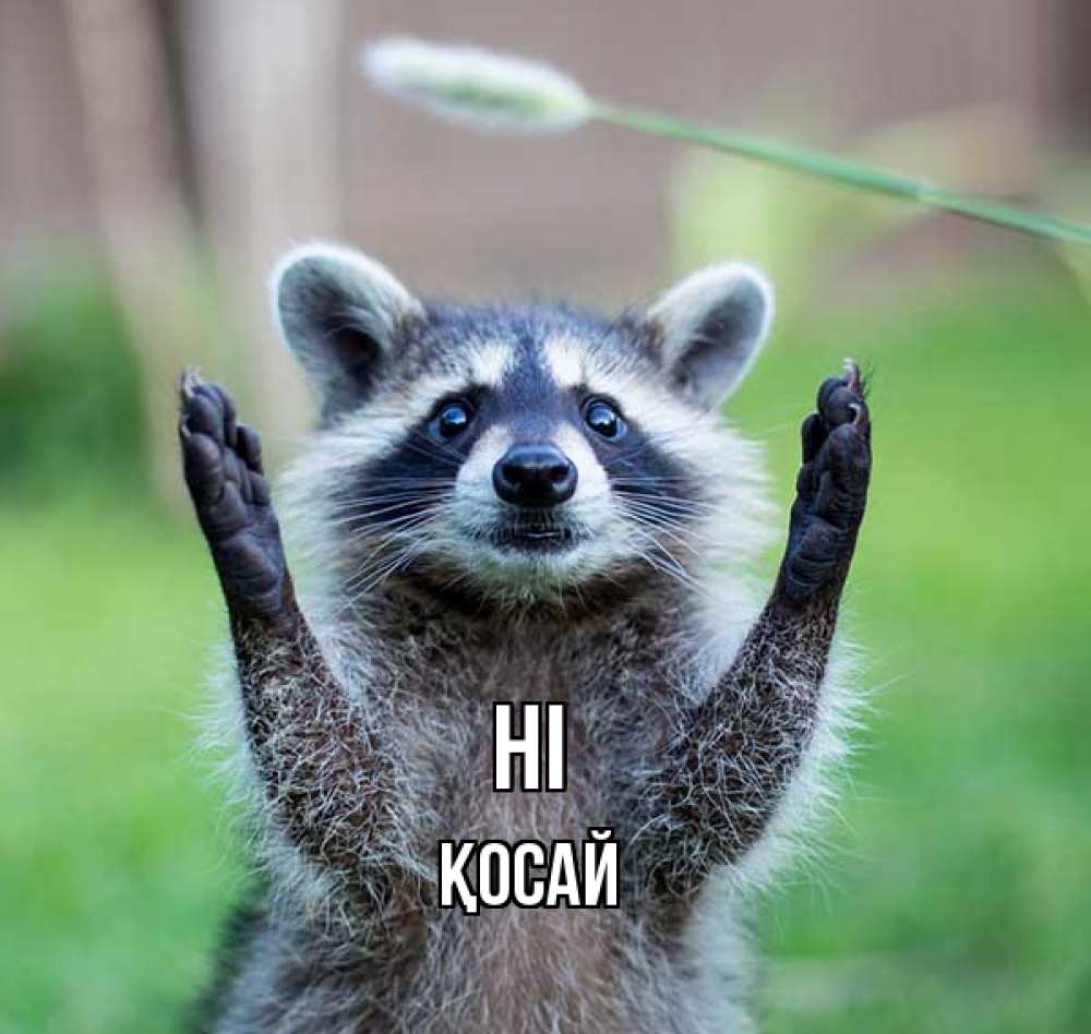 Greetings card с именем, ҚОСАЙ Hi животные Greetings with text for free download 