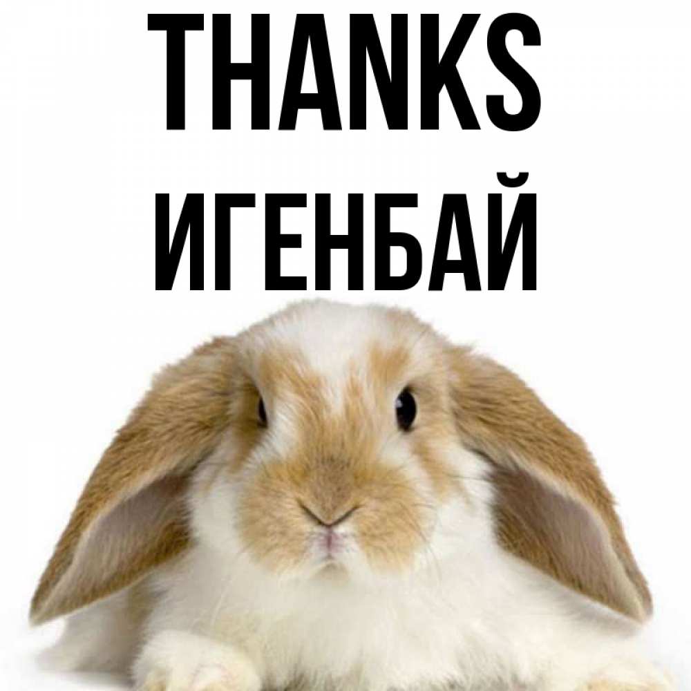 Greetings card с именем, Игенбай Thanks коричнево белый заяц Greetings with text for free download 