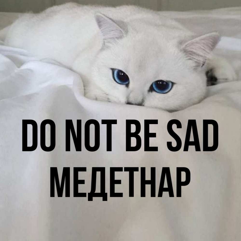 Greetings card с именем, МЕДЕТНАР Do not be sad Голубоглазая кошка Greetings with text for free download 