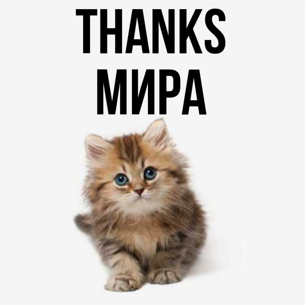 Greetings card с именем, МИРА Thanks пушистый котик Greetings with text for free download 