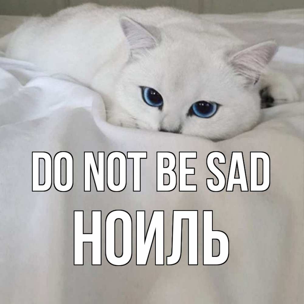 Greetings card с именем, НОИЛЬ Do not be sad белый кот с голубыми глазами на белоснежной кровати Greetings with text for free download 