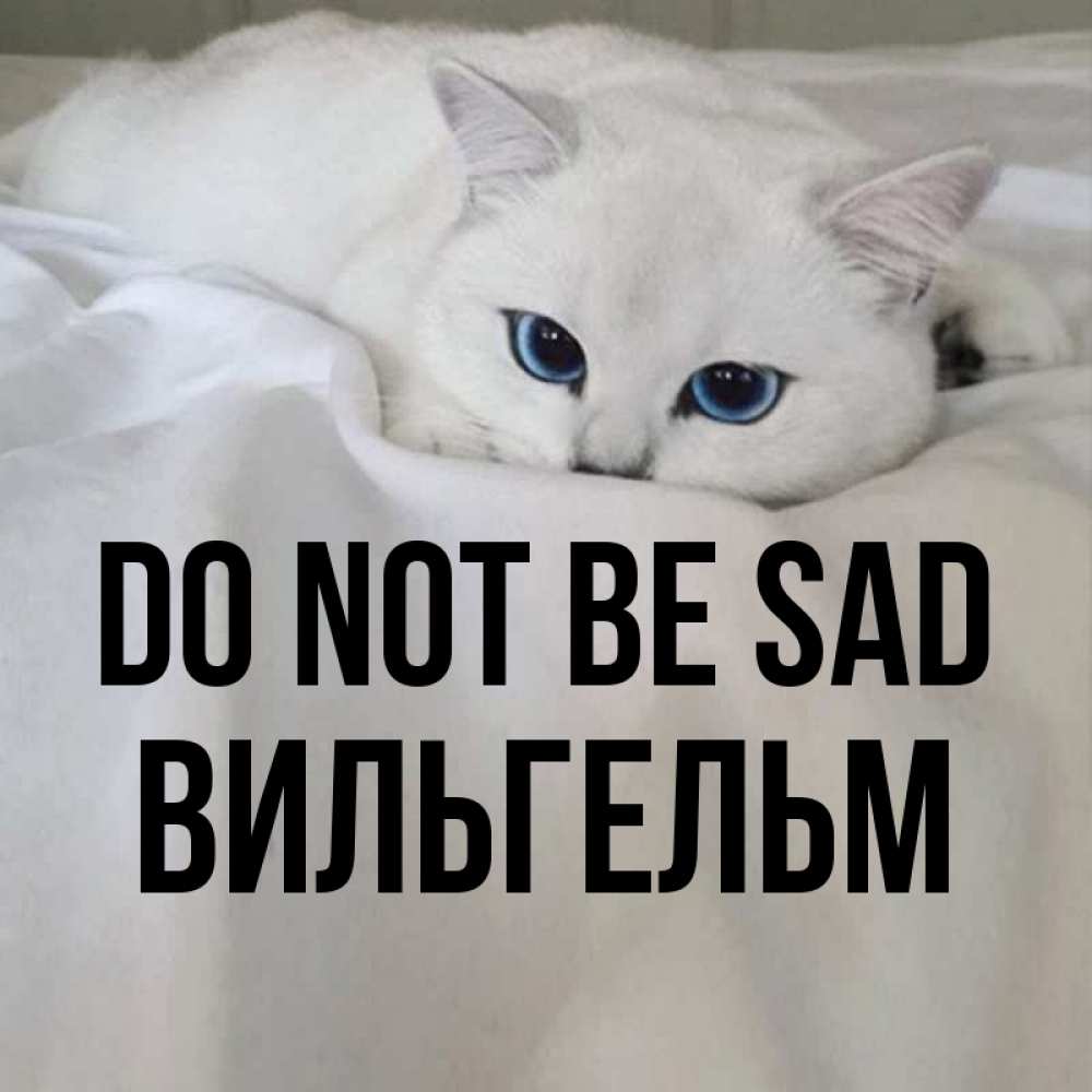 Greetings card с именем, Вильгельм Do not be sad Голубоглазая кошка Greetings with text for free download 