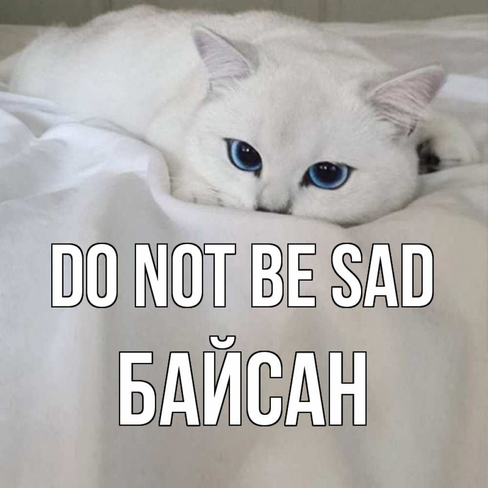 Greetings card с именем, Байсан Do not be sad белый кот с голубыми глазами на белоснежной кровати Greetings with text for free download 