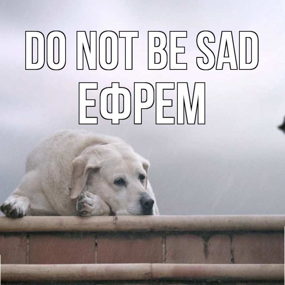 Greetings card с именем, Ефрем Do not be sad белый пес 1 Greetings with text for free download 