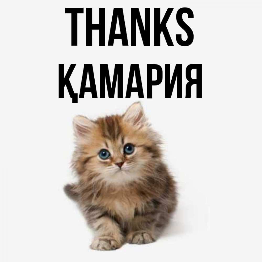 Greetings card с именем, ҚАМАРИЯ Thanks пушистый котик Greetings with text for free download 