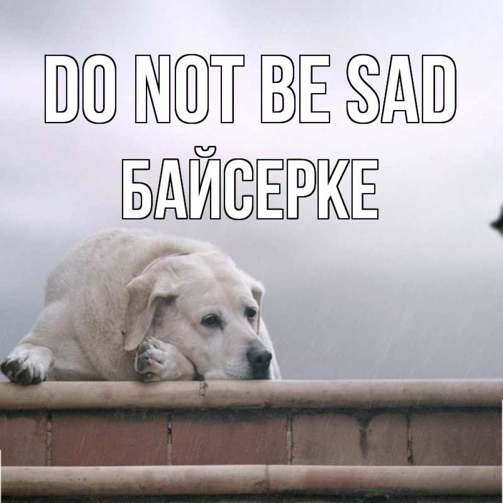 Greetings card с именем, Байсерке Do not be sad белый пес 1 Greetings with text for free download 