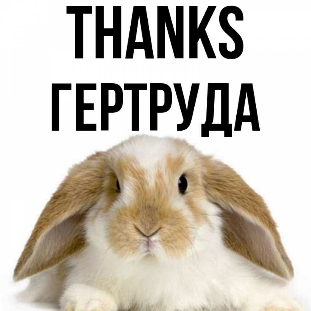 Greetings card с именем, Гертруда Thanks коричнево белый заяц Greetings with text for free download 