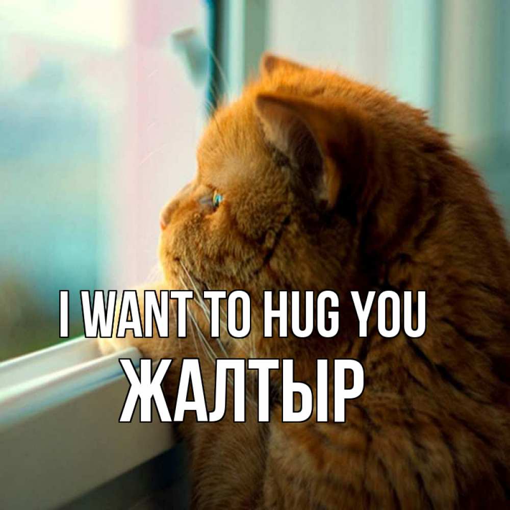 Greetings card с именем, Жалтыр I want to hug you большой огромный рыжий котяра Greetings with text for free download 
