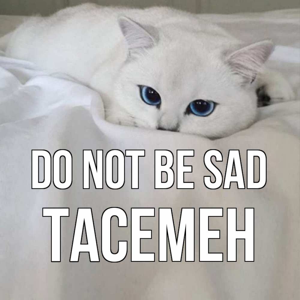 Greetings card с именем, ТАСЕМЕН Do not be sad белый кот с голубыми глазами на белоснежной кровати Greetings with text for free download 