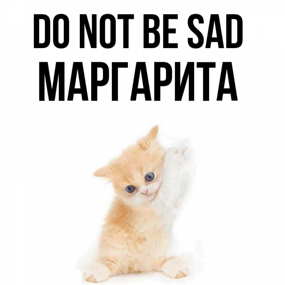 Greetings card с именем, Маргарита Do not be sad просящий кот Greetings with text for free download 