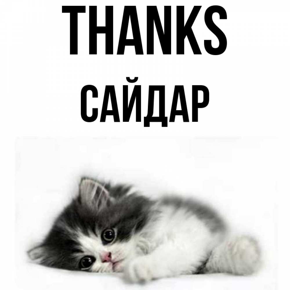Greetings card с именем, САЙДАР Thanks черный и белый кот Greetings with text for free download 
