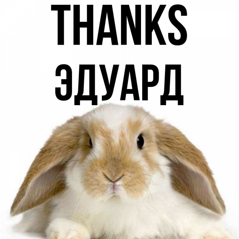 Greetings card с именем, Эдуард Thanks коричнево белый заяц Greetings with text for free download 