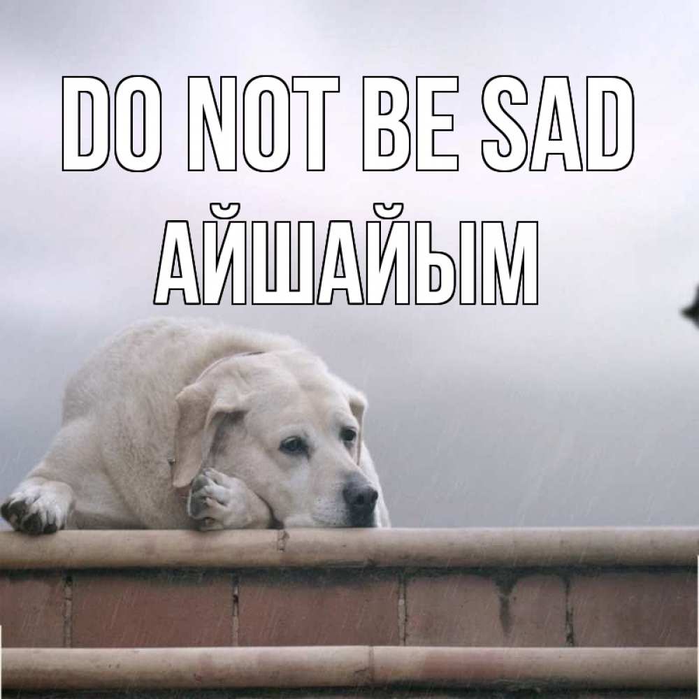 Greetings card с именем, АЙШАЙЫМ Do not be sad белый пес 1 Greetings with text for free download 
