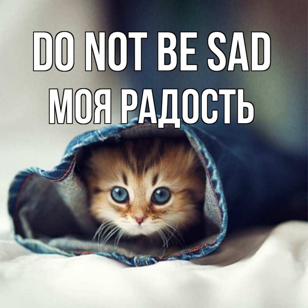 Greetings card с именем, Моя-радость Do not be sad кот в одежде Greetings with text for free download 