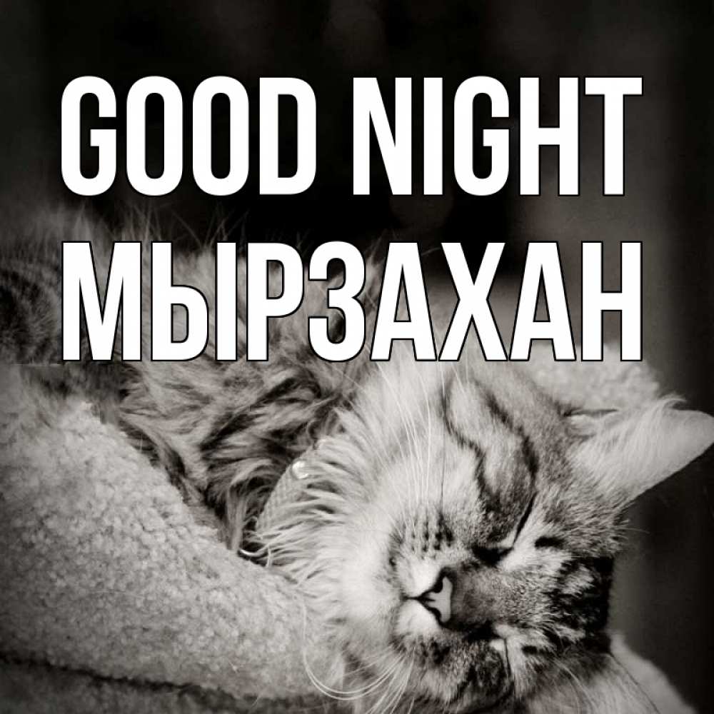 Greetings card с именем, Мырзахан Good night котярик пушистый Greetings with text for free download 