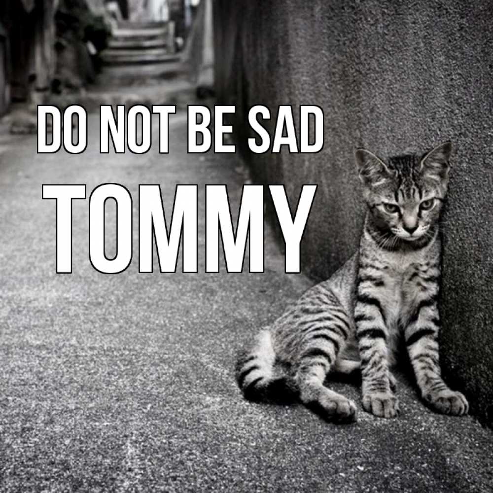 Greetings card с именем, Tommy Do not be sad скучающий котик Greetings with text for free download 
