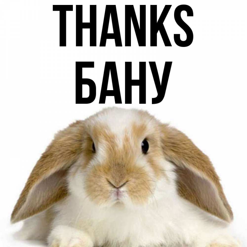 Greetings card с именем, БАНУ Thanks коричнево белый заяц Greetings with text for free download 
