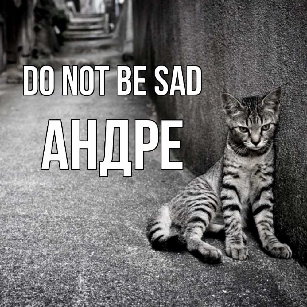 Greetings card с именем, Андре Do not be sad скучающий котик Greetings with text for free download 