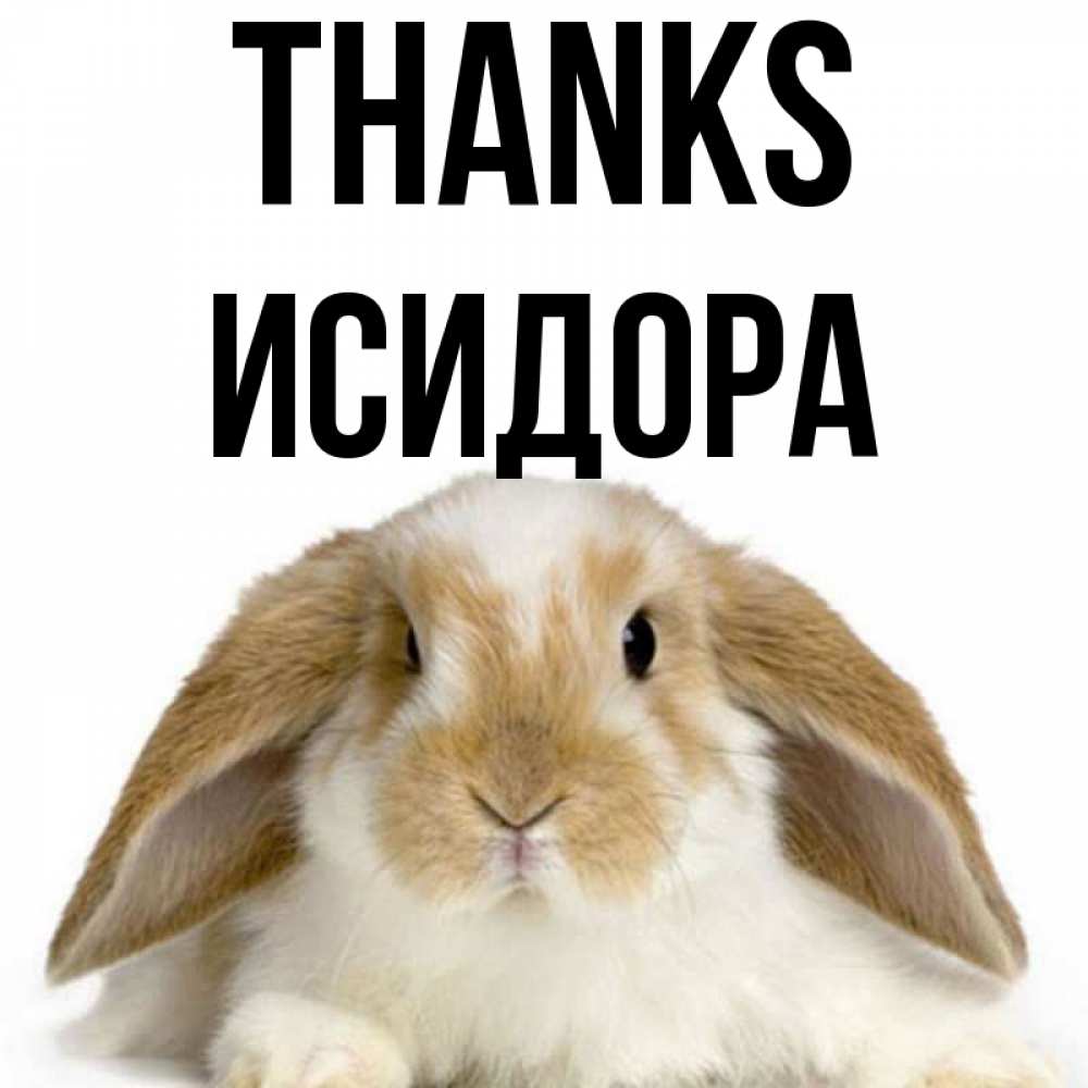 Greetings card с именем, Исидора Thanks коричнево белый заяц Greetings with text for free download 