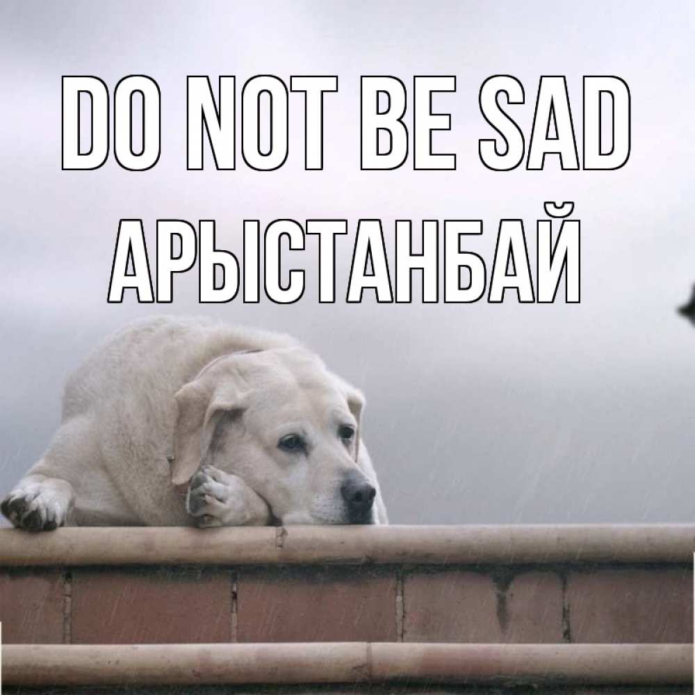 Greetings card с именем, Арыстанбай Do not be sad белый пес 1 Greetings with text for free download 