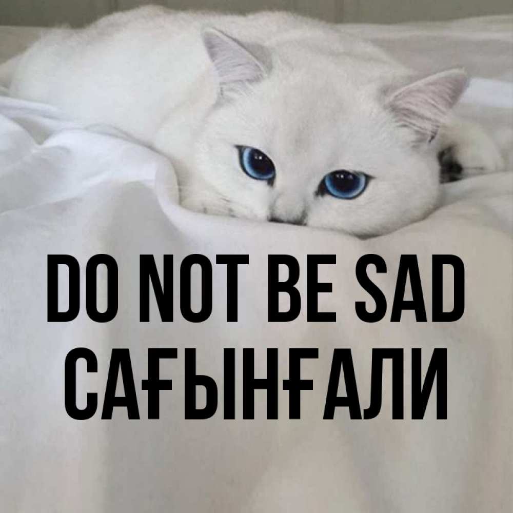 Greetings card с именем, Сағынғали Do not be sad Голубоглазая кошка Greetings with text for free download 