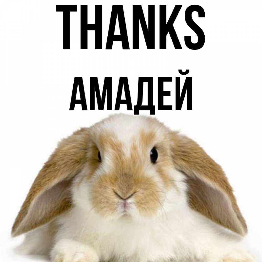 Greetings card с именем, Амадей Thanks коричнево белый заяц Greetings with text for free download 
