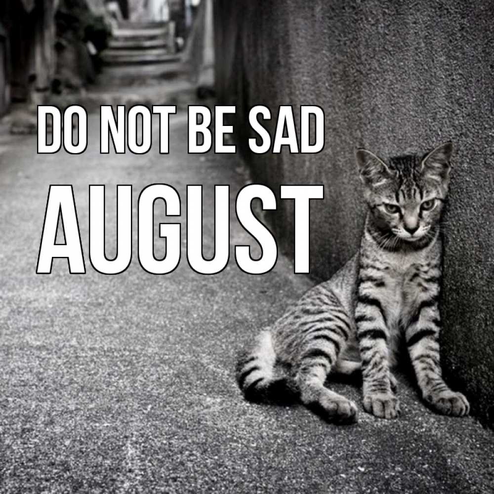 Greetings card с именем, August Do not be sad скучающий котик Greetings with text for free download 