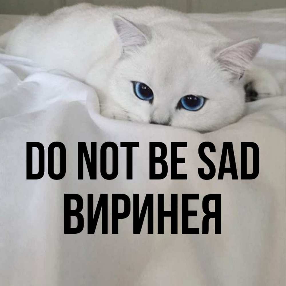 Greetings card с именем, Виринея Do not be sad Голубоглазая кошка Greetings with text for free download 