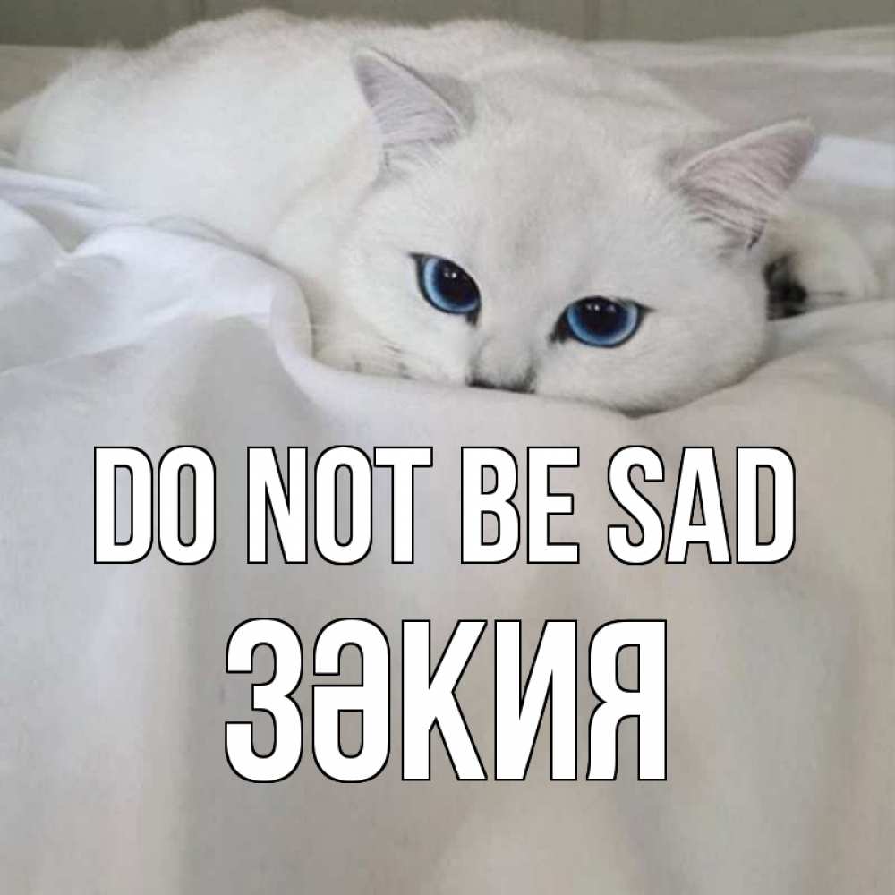 Greetings card с именем, ЗӘКИЯ Do not be sad белый кот с голубыми глазами на белоснежной кровати Greetings with text for free download 