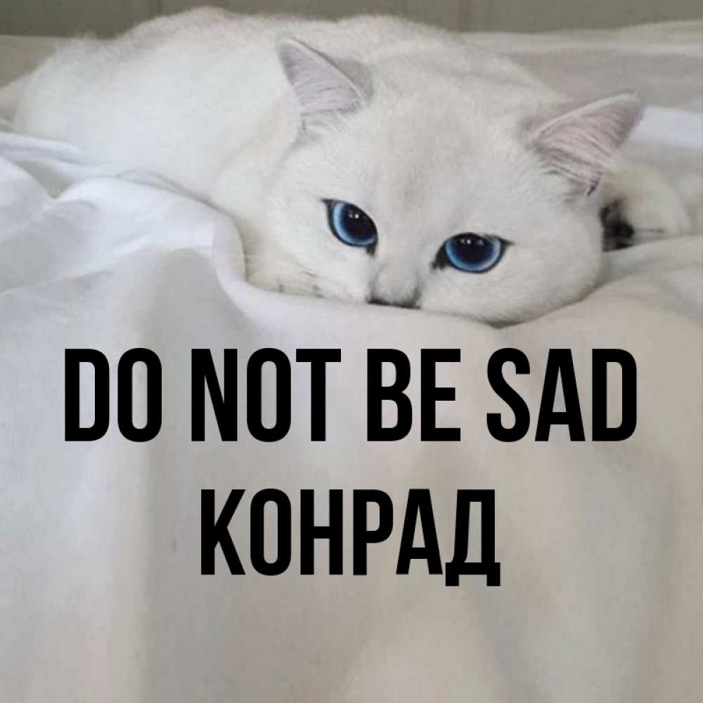 Greetings card с именем, Конрад Do not be sad Голубоглазая кошка Greetings with text for free download 