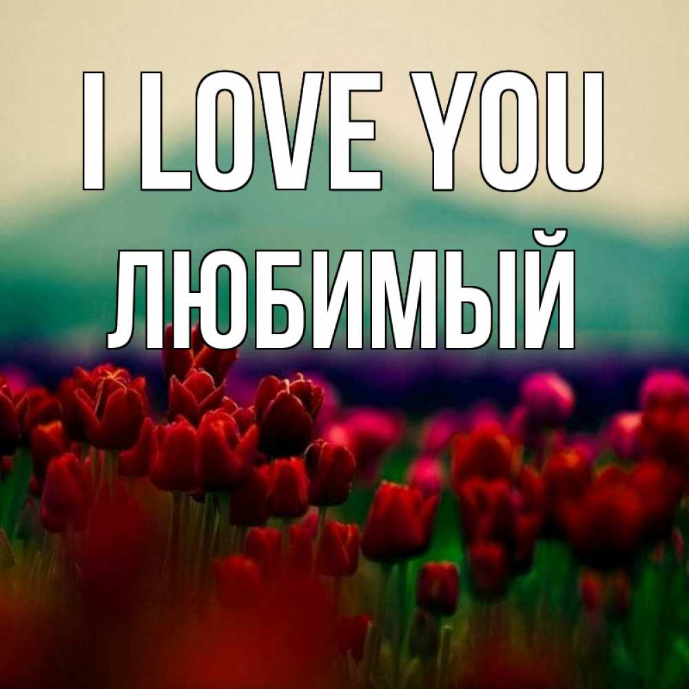Greetings card с именем, Любимый I love you тюльпаны 4 Greetings with text for free download 