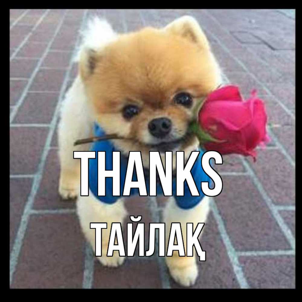 Greetings card с именем, ТАЙЛАҚ Thanks спасибо и дарю тебе цветок Greetings with text for free download 