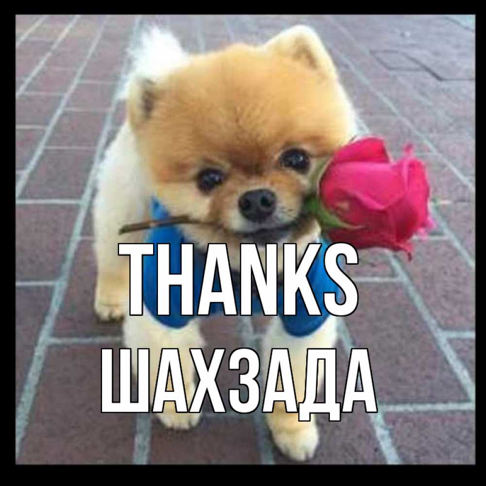 Greetings card с именем, ШАХЗАДА Thanks спасибо и дарю тебе цветок Greetings with text for free download 