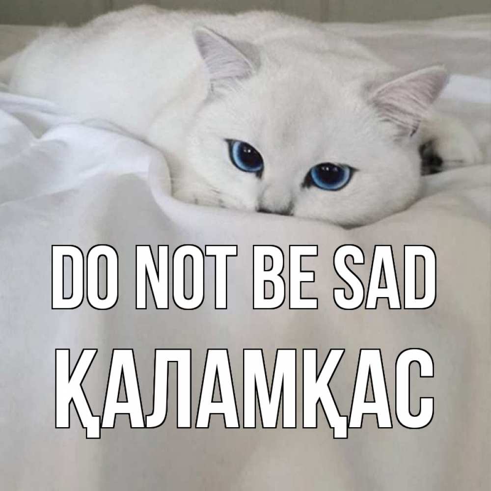 Greetings card с именем, ҚАЛАМҚАС Do not be sad белый кот с голубыми глазами на белоснежной кровати Greetings with text for free download 
