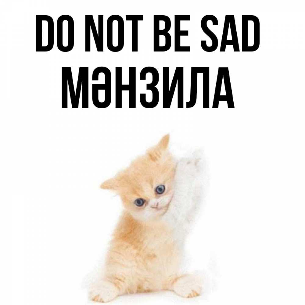 Greetings card с именем, МӘНЗИЛА Do not be sad просящий кот Greetings with text for free download 