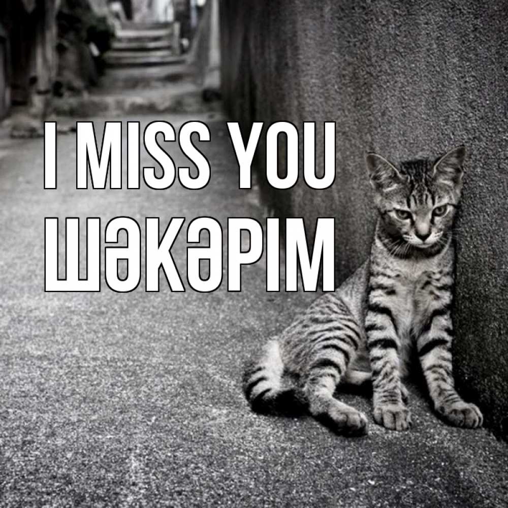 Greetings card с именем, ШӘКӘРІМ I miss you одиноко котику Greetings with text for free download 