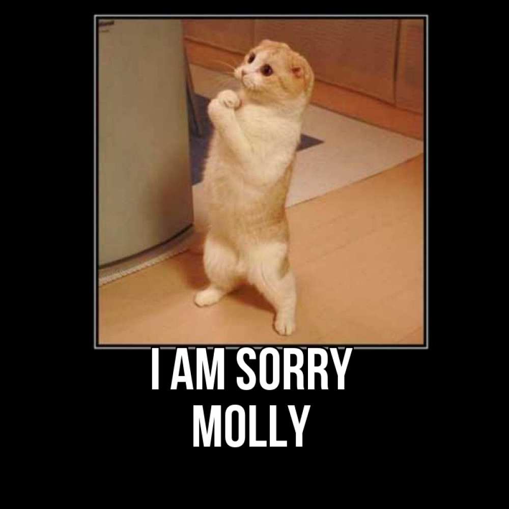 Greetings card с именем, Molly I am sorry открытка с милым несчастным котиком просящим прощения Greetings with text for free download 