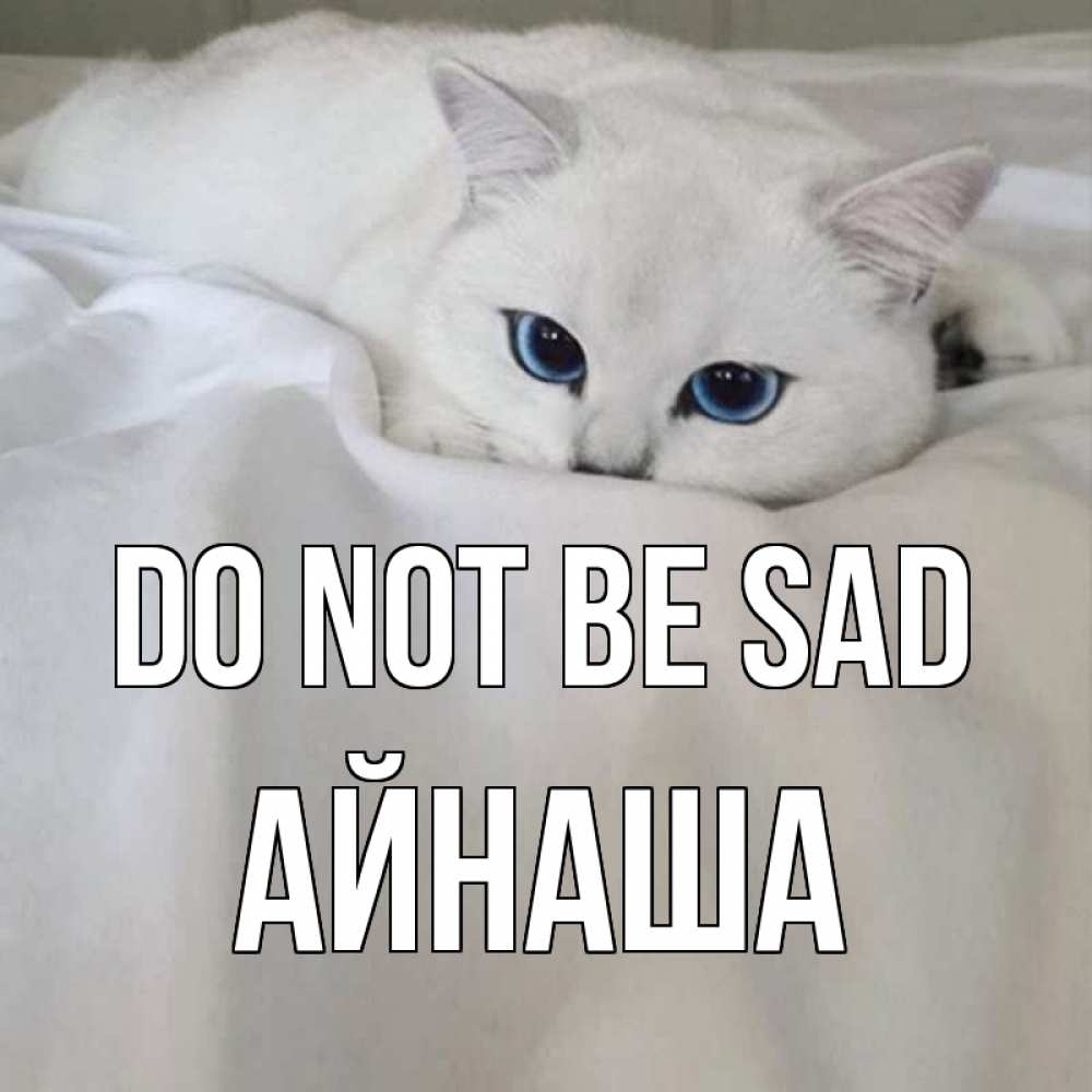 Greetings card с именем, АЙНАША Do not be sad белый кот с голубыми глазами на белоснежной кровати Greetings with text for free download 