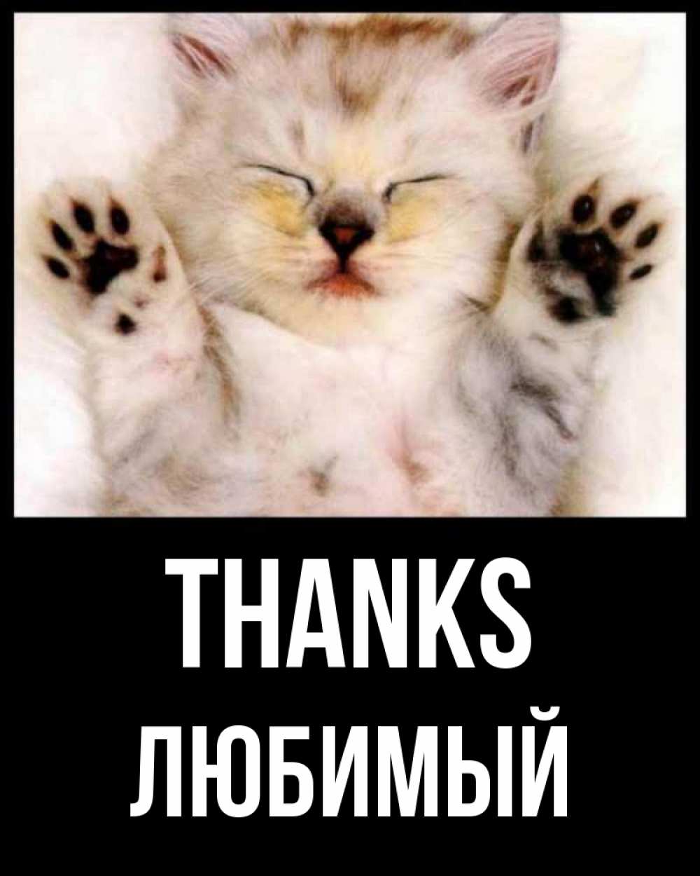 Greetings card с именем, Любимый Thanks маленький котенок Greetings with text for free download 