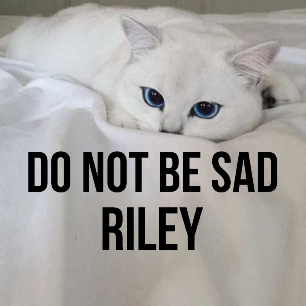 Greetings card с именем, Riley Do not be sad Голубоглазая кошка Greetings with text for free download 