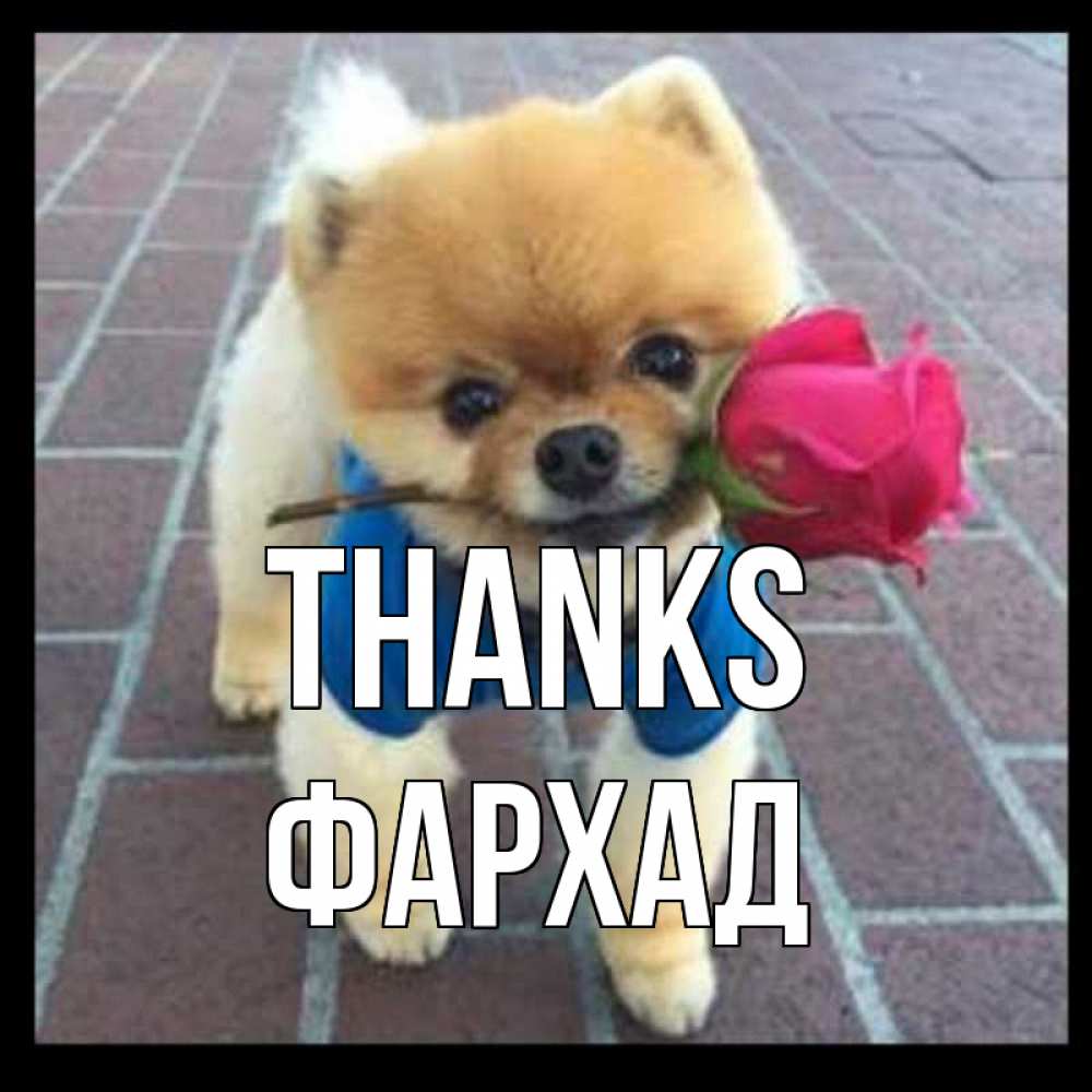 Greetings card с именем, Фархад Thanks спасибо и дарю тебе цветок Greetings with text for free download 
